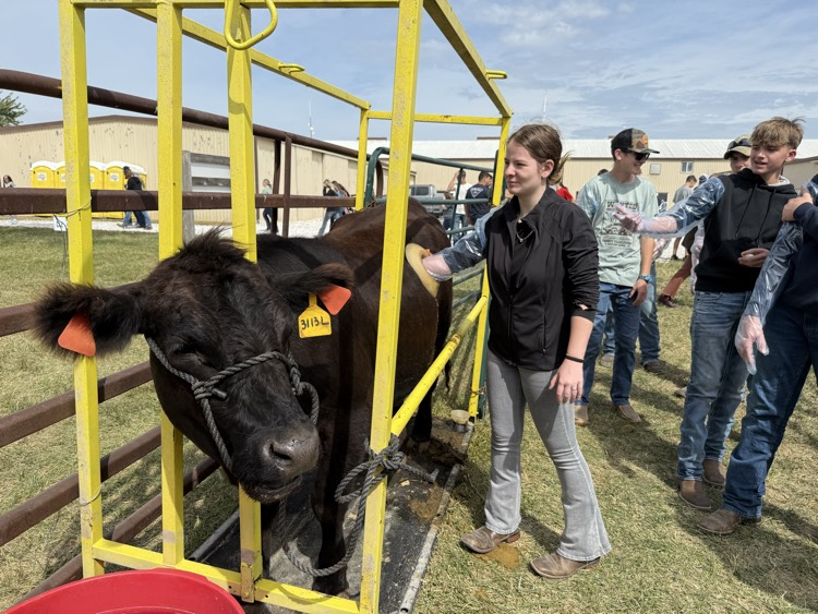 Hannah touching the rumen of the cow.