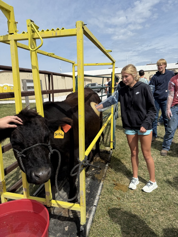 Stella touching the cannulated cow.