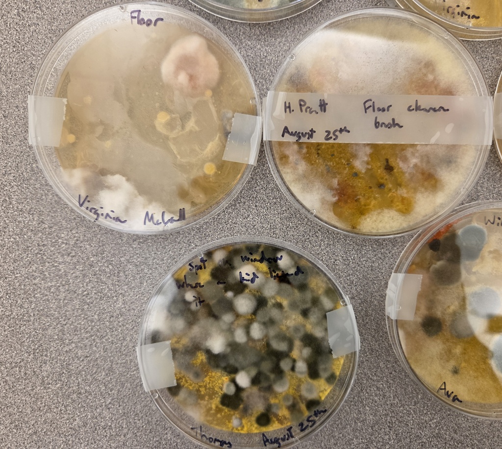 bacteria