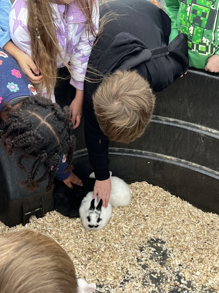 Petting Zoo