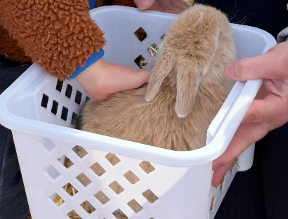 Person petting a bunny