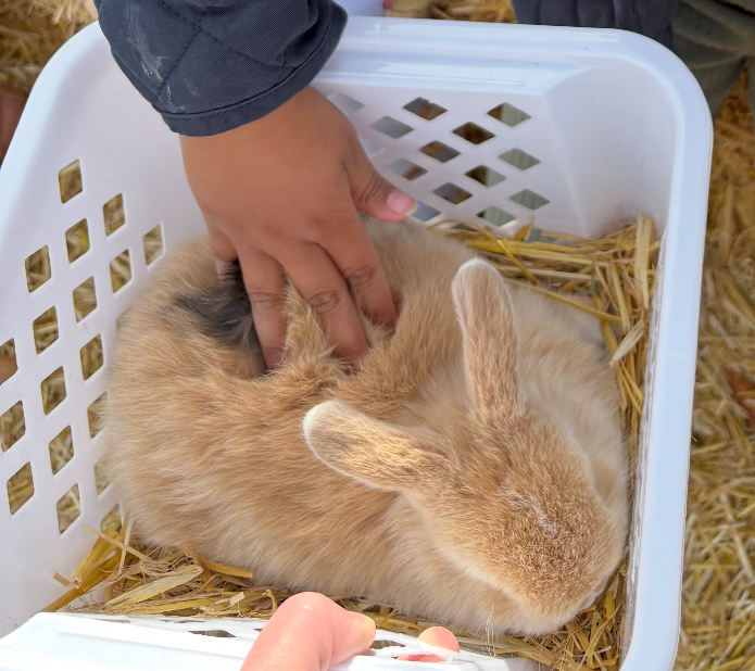 Person petting a bunny