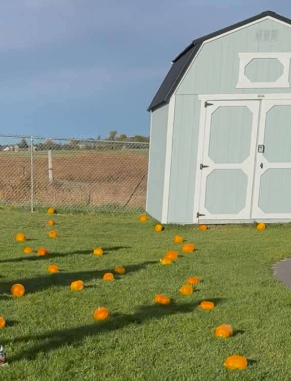 Pumpkins Beside A Barn