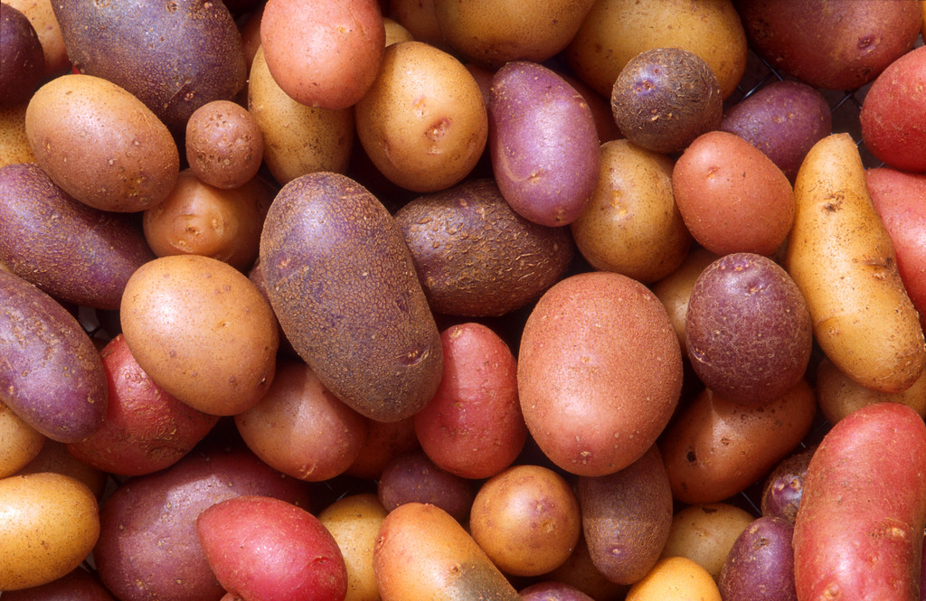 Potato Harvest