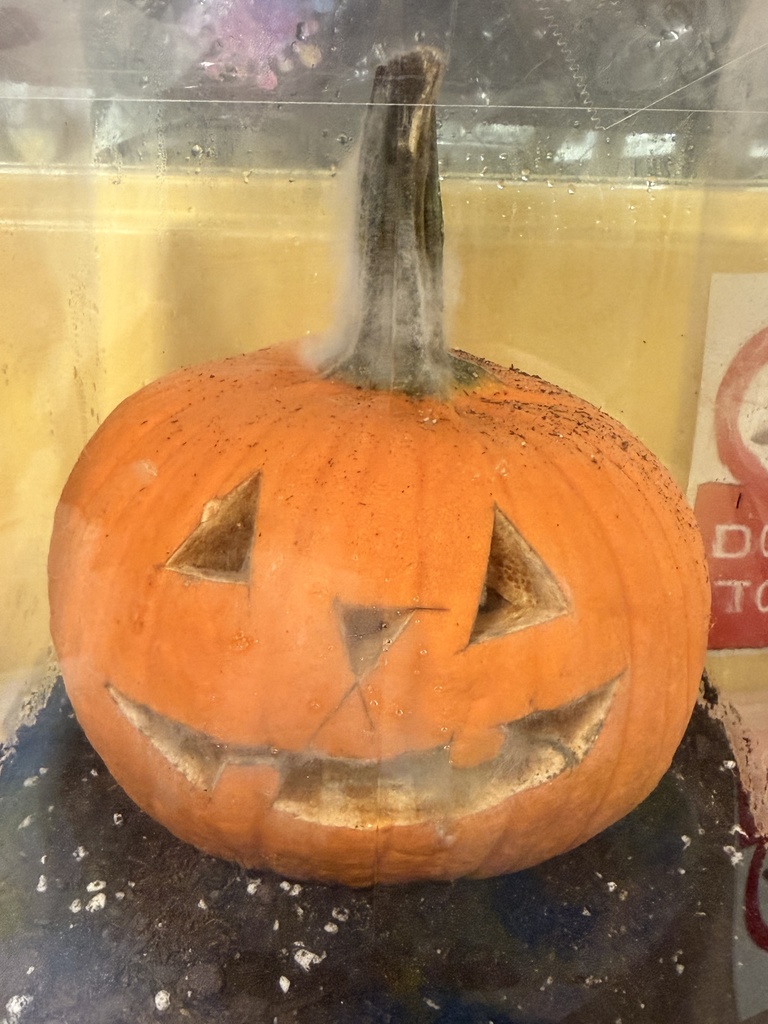 The pumpkin is placed into a plastic container with compost