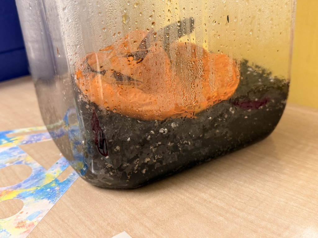 After 7 weeks, the pumpkin looks like a pancake