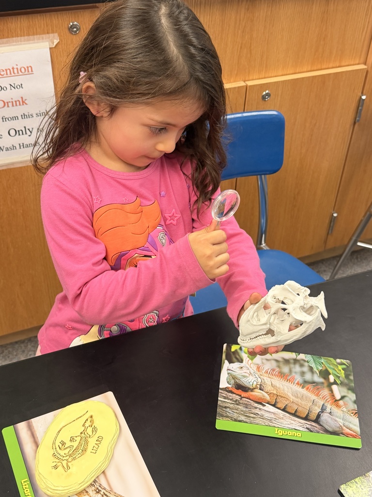 A student observes an animal skull model with a magnifying glass