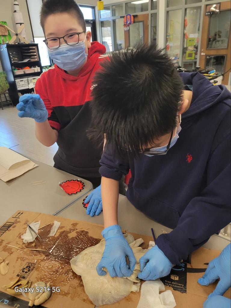 Students conduct dissections together