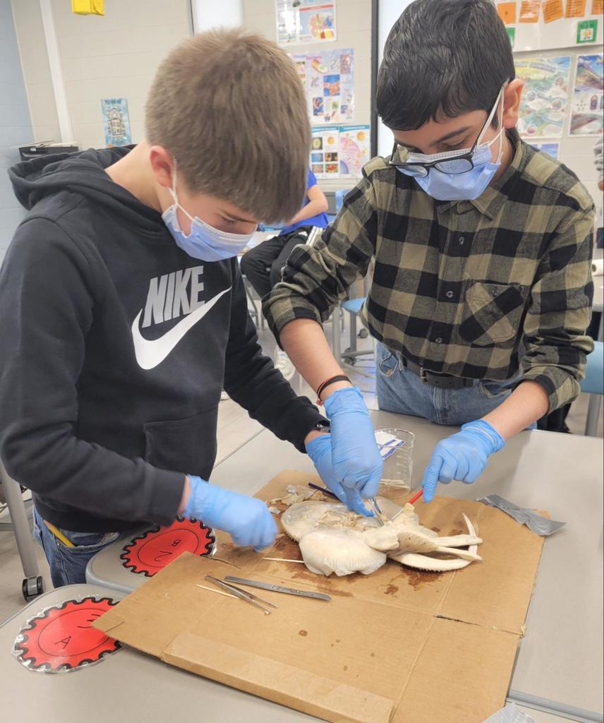 Students conduct dissections together