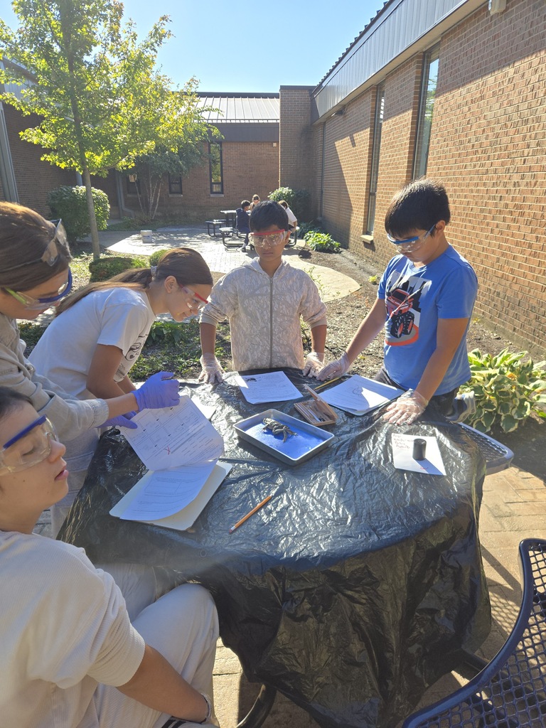dissection activity