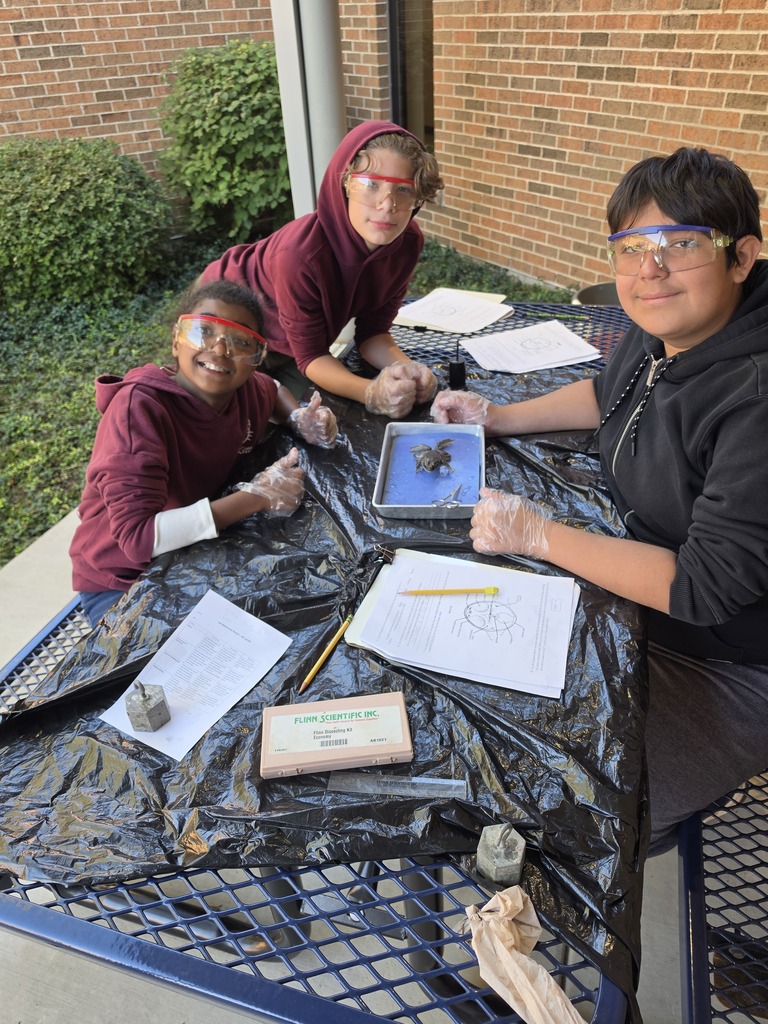 dissection activity