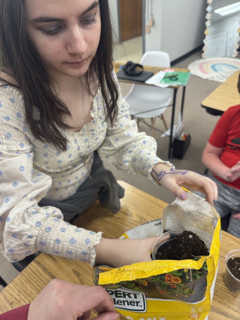 Sunflower Planting