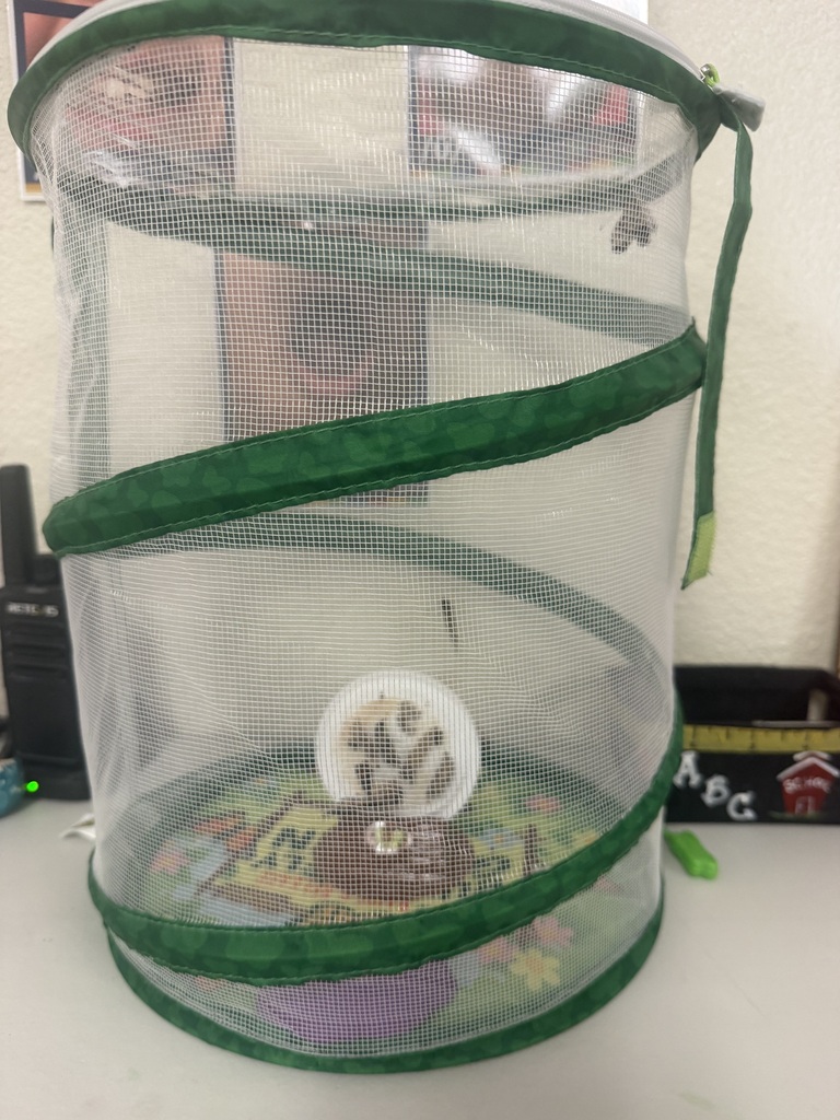 Butterfly release
