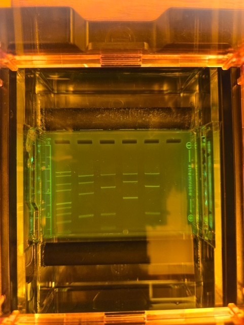 "What's in a Trunk?" AP Biology & AP Environmental Investigation
