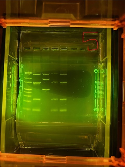 "What's in a Trunk?" AP Biology & AP Environmental Investigation