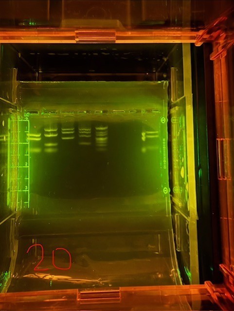 "What's in a Trunk?" AP Biology & AP Environmental Investigation
