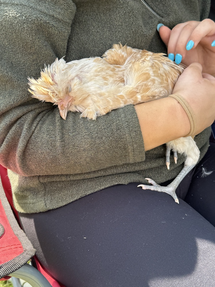 MCHS petting zoo