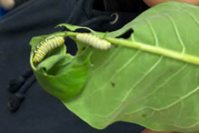 Monarch caterpillars munching on Milkweed! 2nd & 3rd Grade Class 