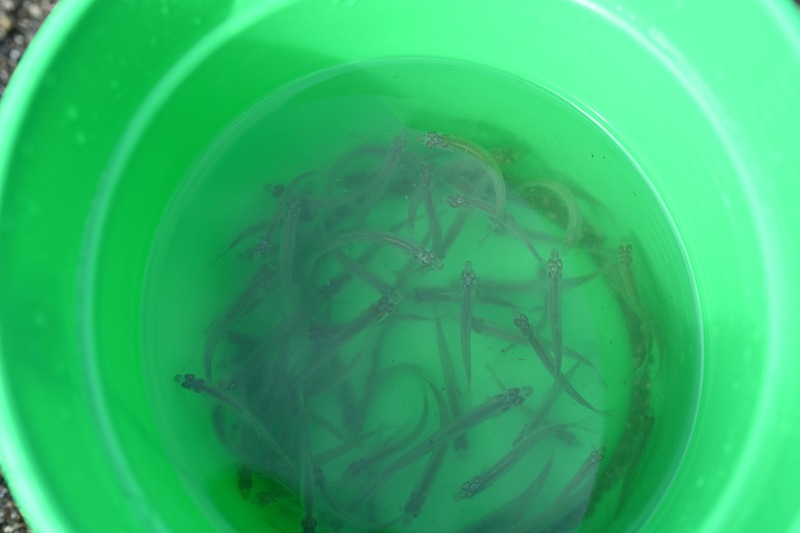 Day in the Life of the Hudson River