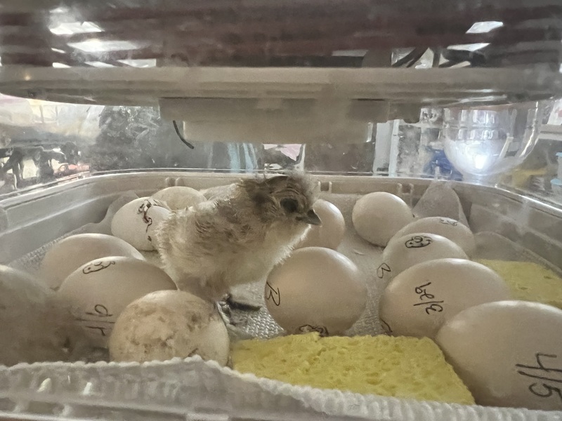 Zen Hens at Fulmar Road
