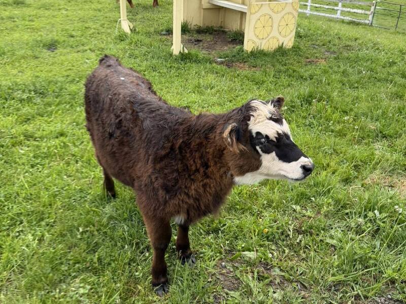 Oreo Cow