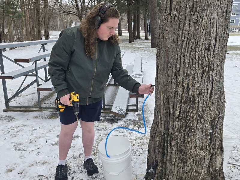tapping a maple tree