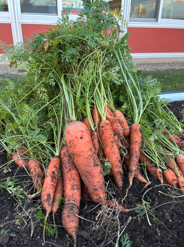 harvested carrots