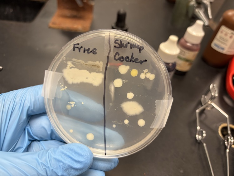 bacteria 
