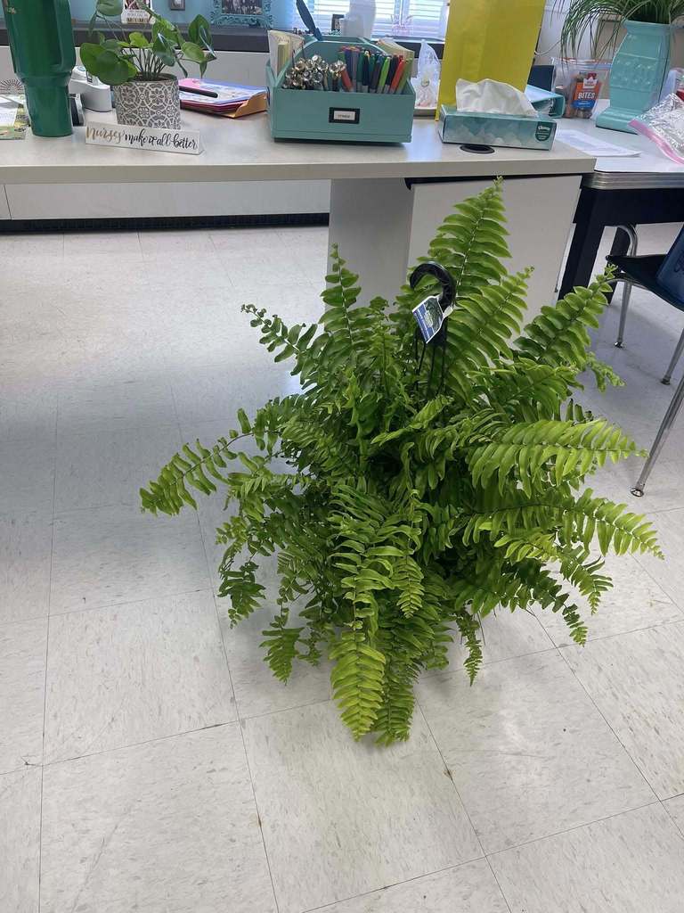 plant