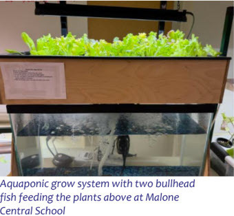 Aquaponic grow system with two bullhead fish feeding the plants above at Malone Central School