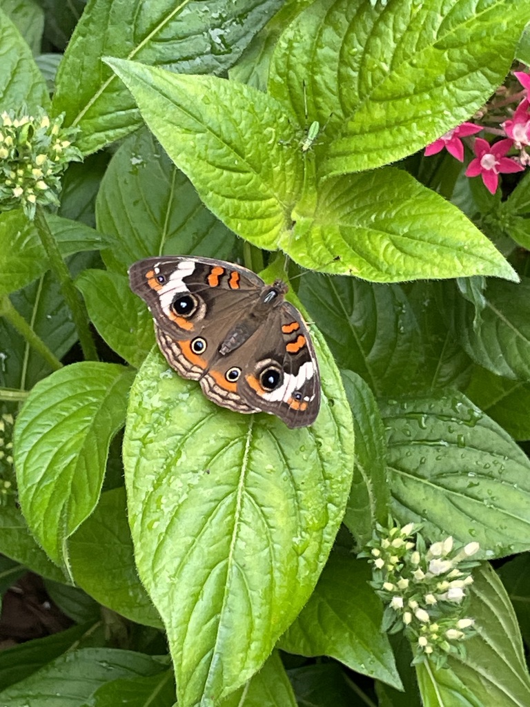 BUTTERFLY COTTAGE