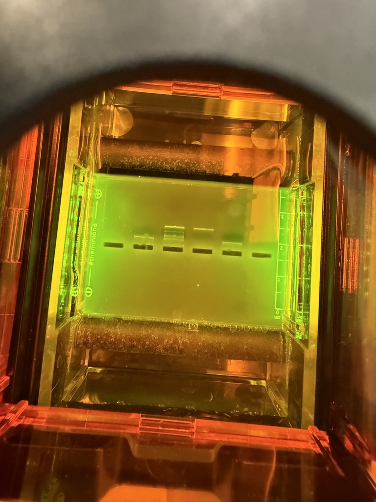 The image taken through a viewer of gel electrophoresis tray. The tray is green with dark wells running horizontal in the image. Small light green bands above the wells indicate DNA migration.