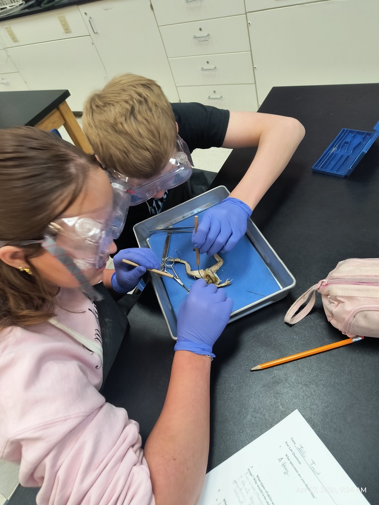 Two students dissecting a frog.