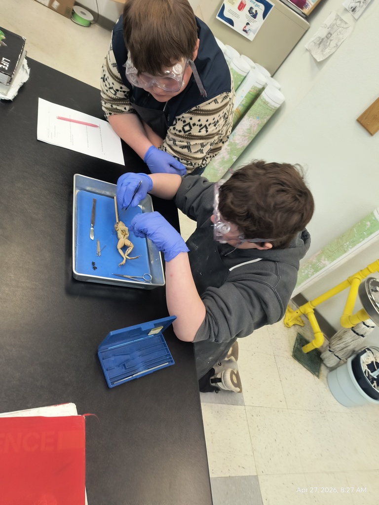 Two students dissecting a frog.