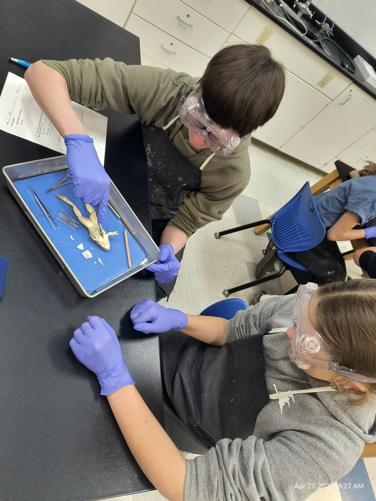 Two students dissecting a frog.