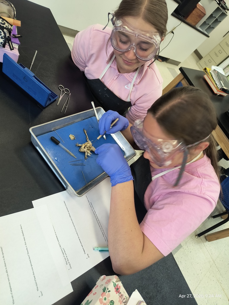 Two students dissecting a frog.