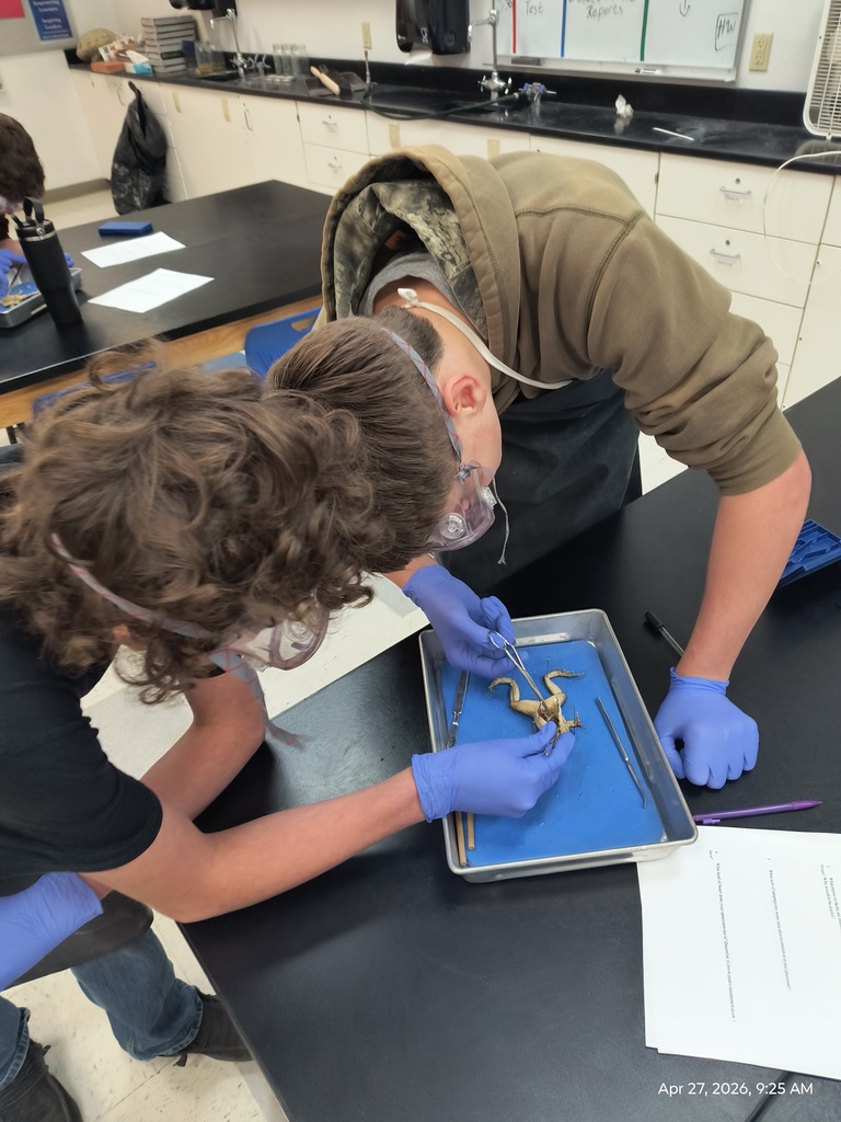 Two students dissecting a frog.