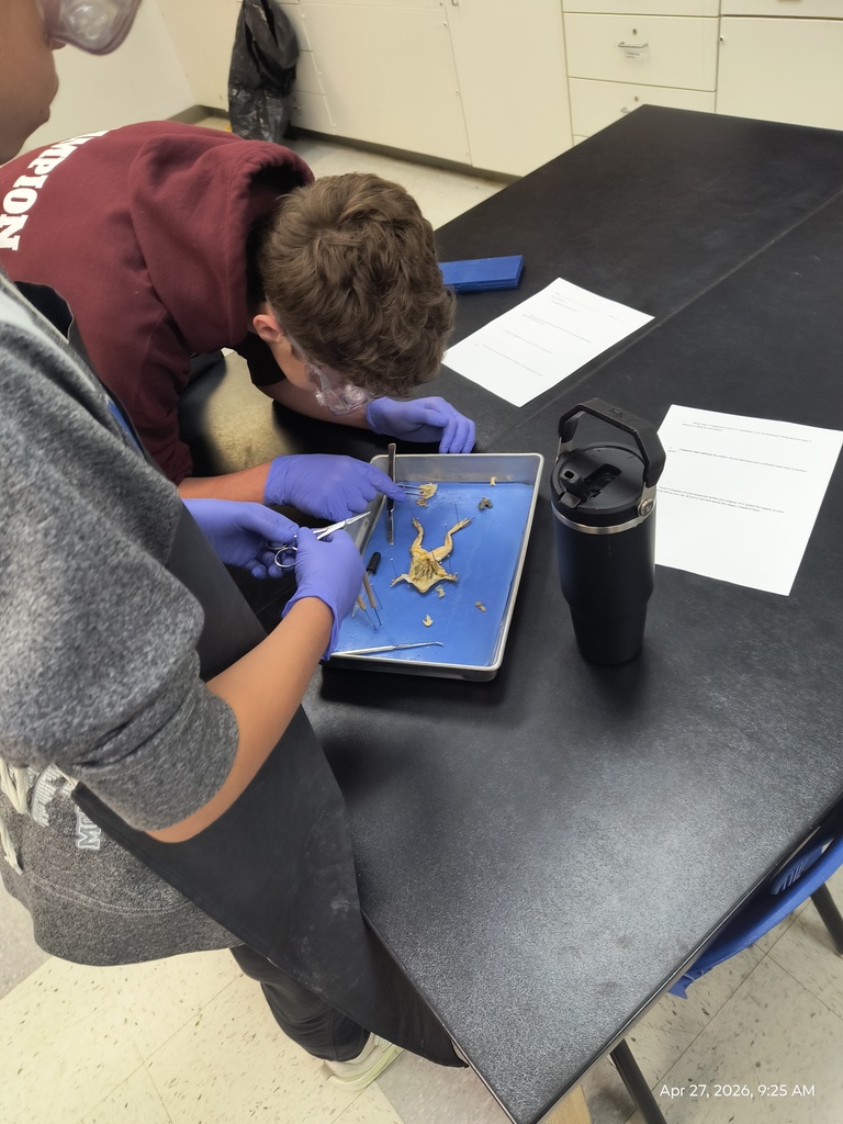 Two students dissecting a frog.