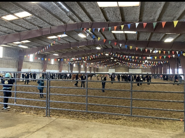 FFA students livestock judging