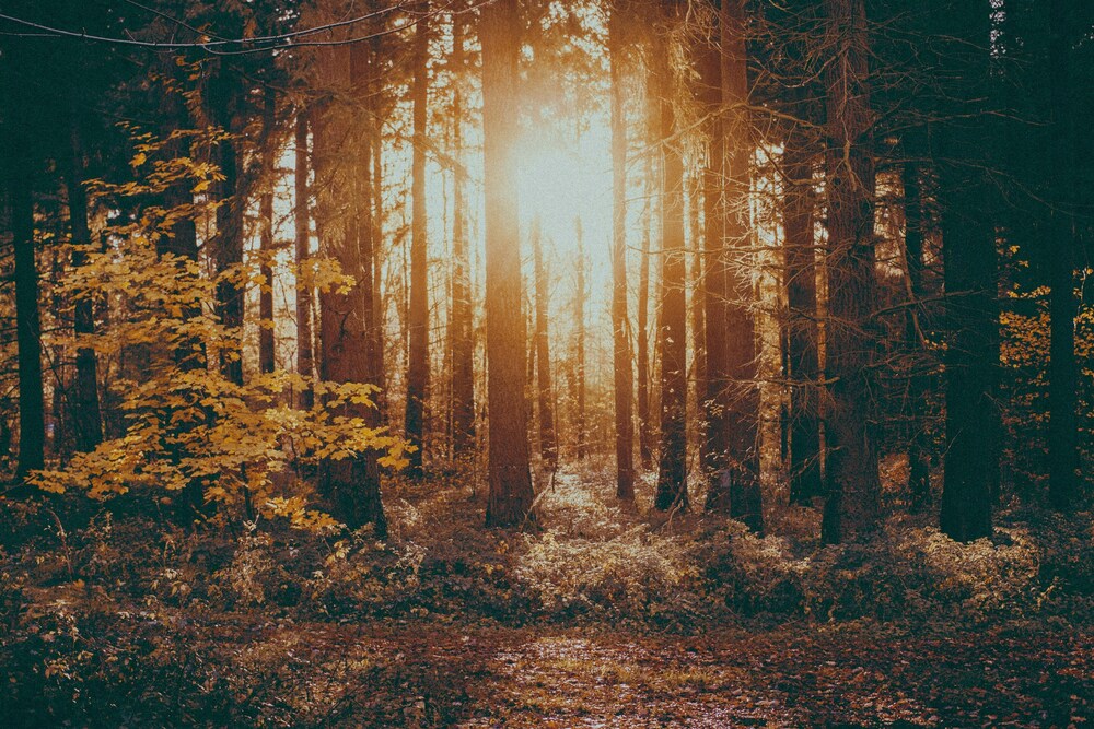 Fall