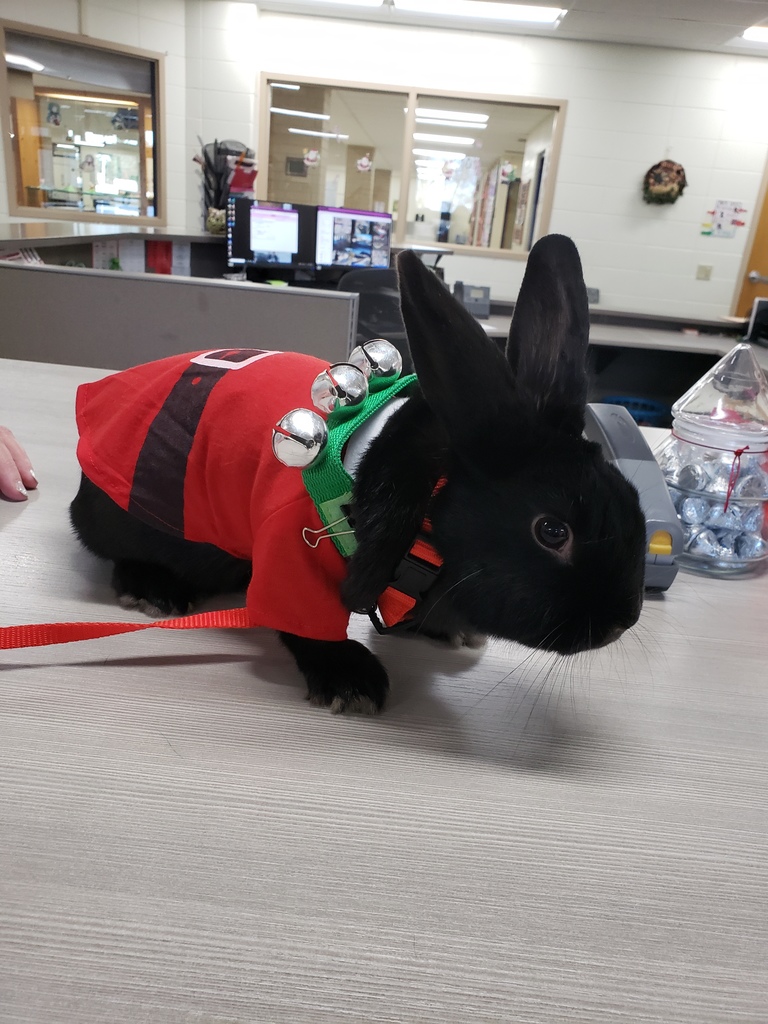 Scrump dressed in his holiday best 