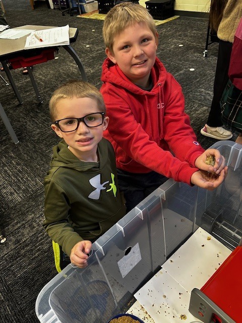 Kindergarten and 3rd grade buddies looking at the quail chicks in Mrs. Stormoens classroom
