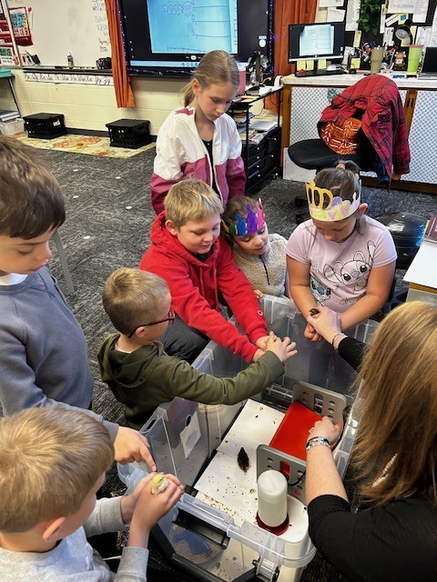 Kindergarten and 3rd grade buddies looking at the quail chicks in Mrs. Stormoens classroom