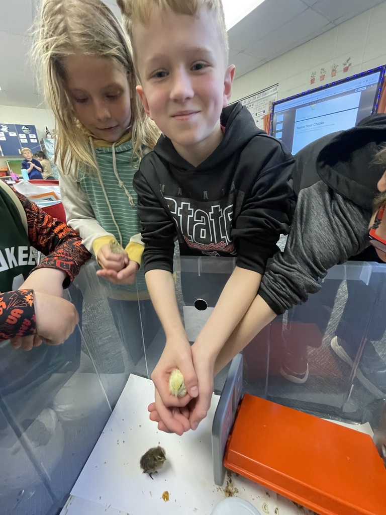 3rd grade students handling baby quails from their class project