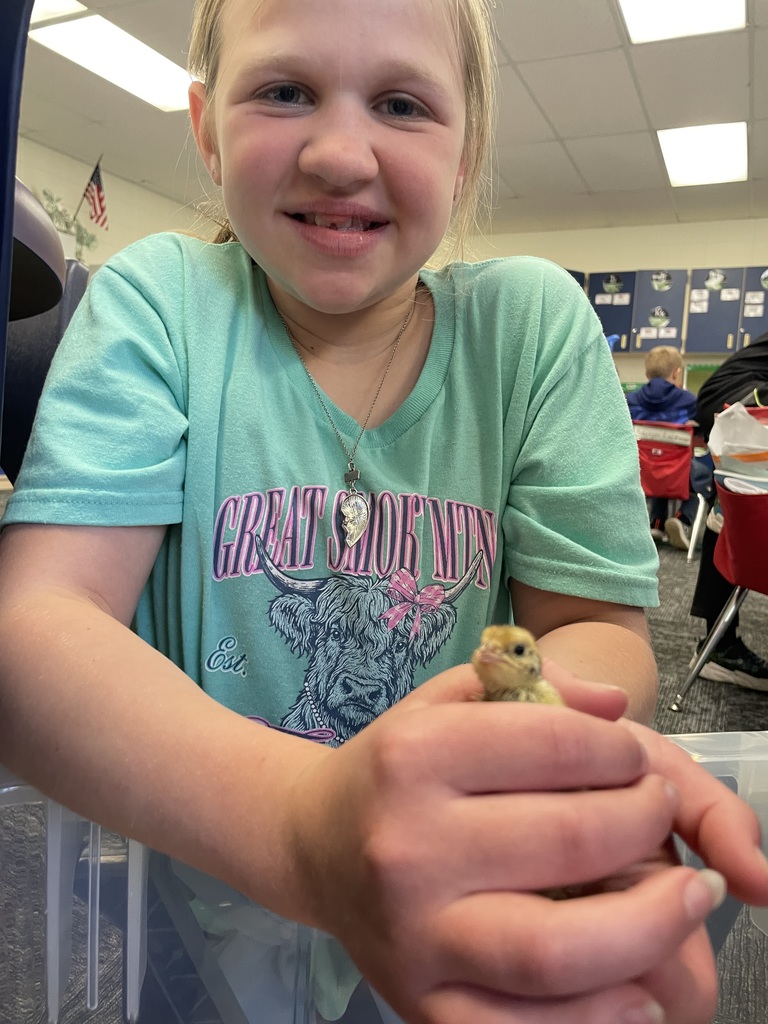 3rd grade students handling baby quails from their class project