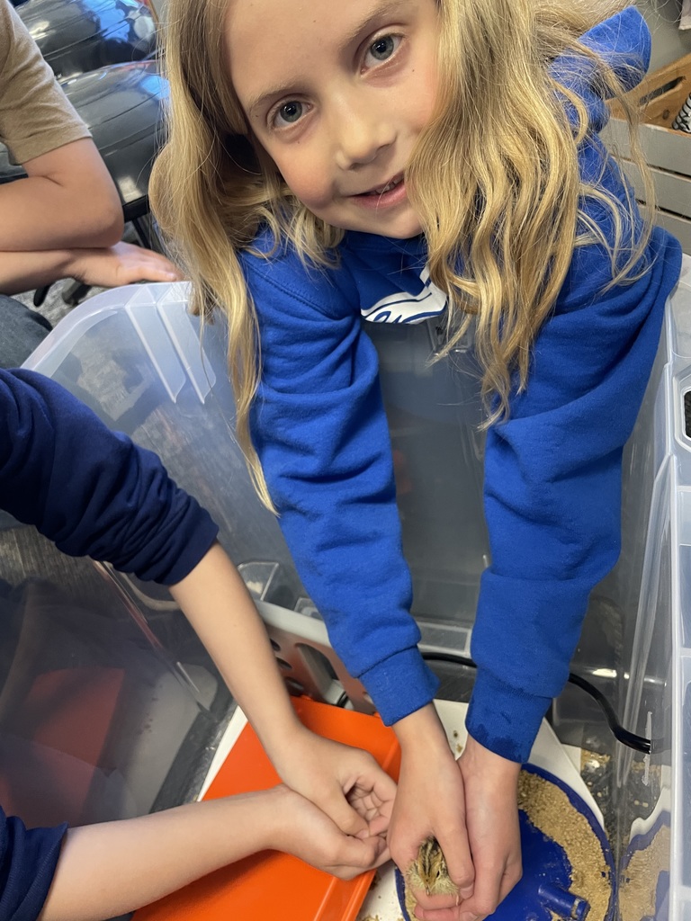 3rd grade students handling baby quails from their class project