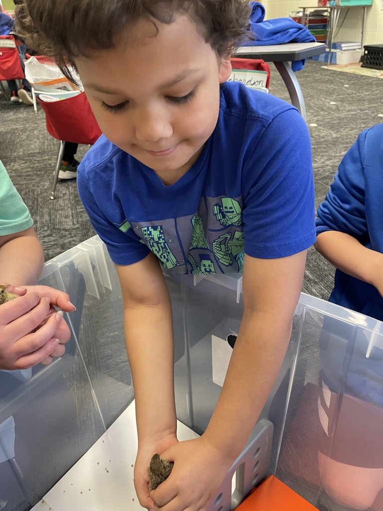 3rd grade students handling baby quails from their class project