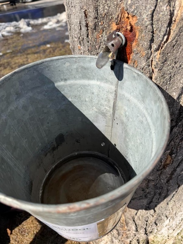 Sap collection bucket
