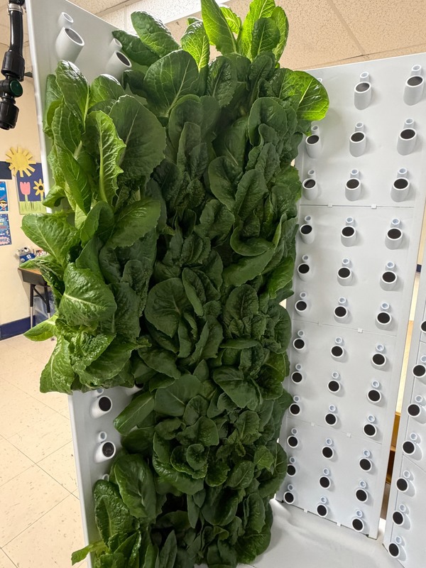 Hydroponic machine with lettuce
