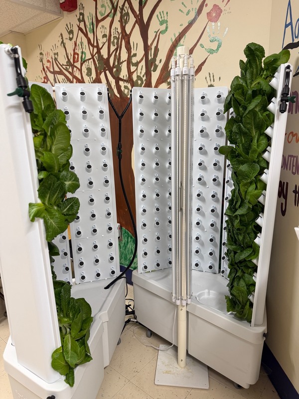 Hydroponic machine with lettuce